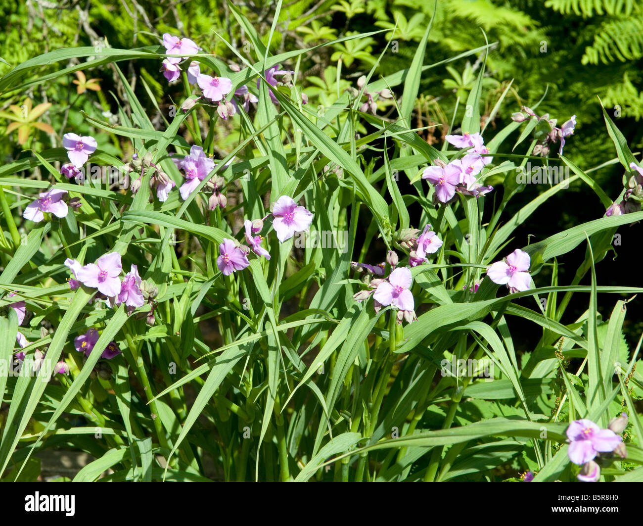 Tradescantia Andersoniana Group `Perinne Pink` Stock Photo